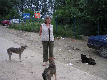 Les hordes de chiens errants en Roumanie...