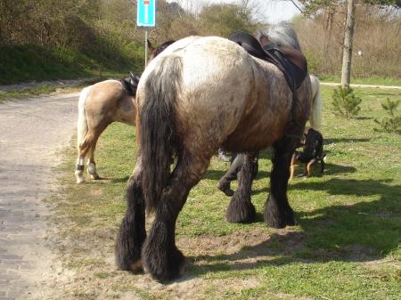 Ces énormes chevaux  aux pattes poilues...
