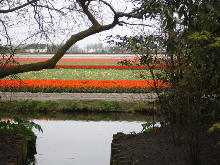 Les champs de tulipes..